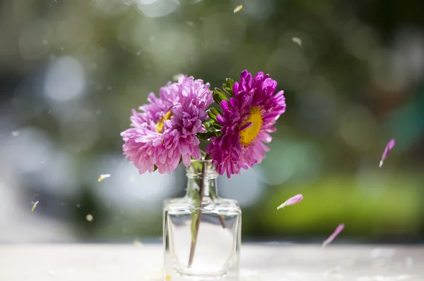 Hermosas flores de aster rosa y pétalos que caen — Foto de Stock