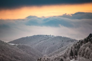 Karlı kış manzarasının Noel arkaplanı kar veya köknar ağaçlarıyla kaplı - kış büyülü bayramı