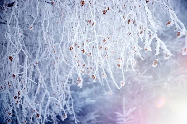 Fond Noël Branches Arbres Couvertes Givre Vacances Magiques Hiver — Photo