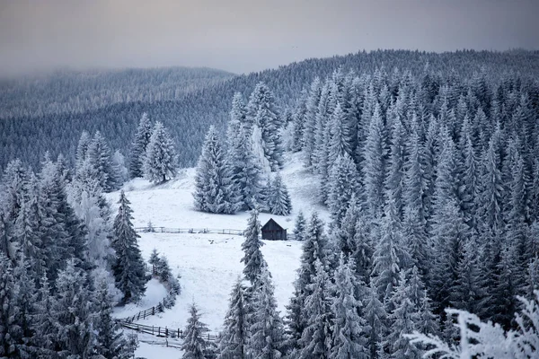 Karlı Kış Manzarasının Noel Arkaplanı Kar Veya Köknar Ağaçlarıyla Kaplı — Stok fotoğraf