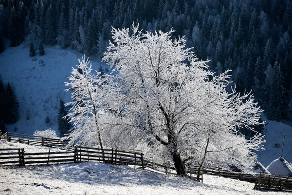 Świąteczne Tło Śnieżnego Zimowego Krajobrazu Pokrytymi Śniegiem Lub Chmurą Drzewami — Zdjęcie stockowe