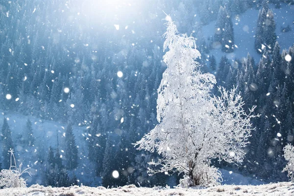 Vánoční Pozadí Zasněžené Zimní Krajiny Sněhem Nebo Chocholem Pokryté Stromy — Stock fotografie