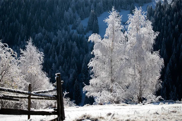 雪や霜で覆われた木々と雪の冬の風景のクリスマスの背景 冬の魔法の休日 — ストック写真