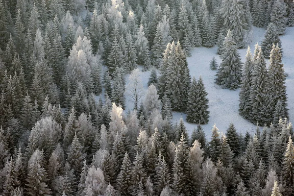 Christmas Background Snowy Winter Landscape Snow Hoarfrost Covered Fir Trees — Stock Photo, Image