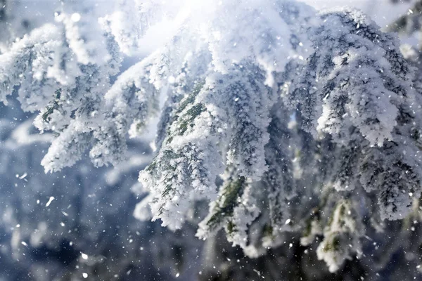 Зимний Фон Сосновой Веткой Иней Снегопад — стоковое фото