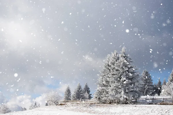 白雪覆盖冷杉的冬季雪景的圣诞背景 冬季魔法假日 — 图库照片