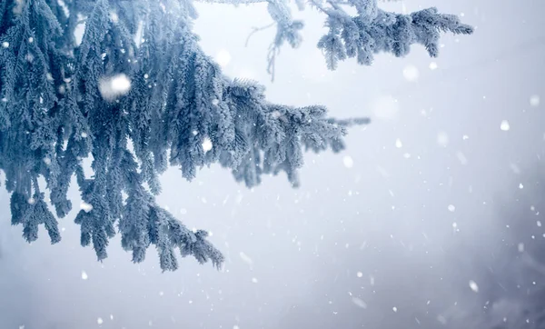 Зимний Фон Сосновой Веткой Иней Снегопад — стоковое фото