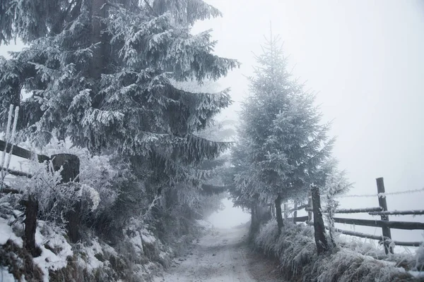 Fantastyczny Zimowy Krajobraz Śnieżną Drogą Zamarzniętymi Drzewami Koncepcja Świąt Bożego — Zdjęcie stockowe