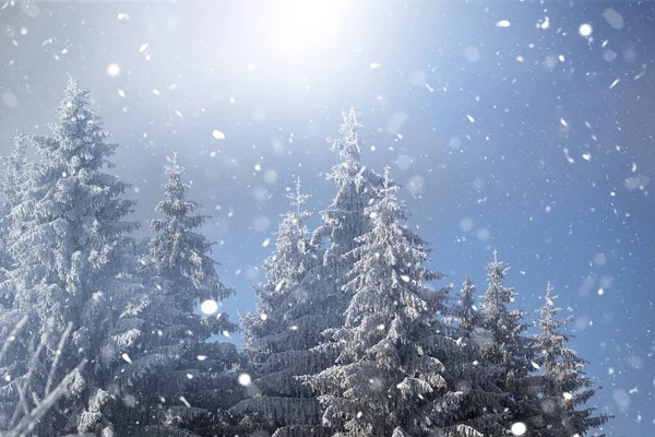 白雪覆盖冷杉的冬季雪景的圣诞背景 冬季魔法假日 图库照片