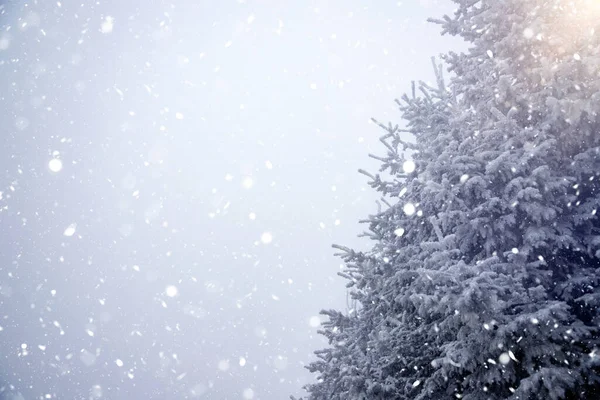 雪や霜で覆われたモミの木と雪の冬の風景のクリスマスの背景 冬の魔法の休日 — ストック写真
