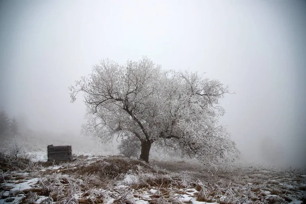 Weihnachten Hintergrund Der Verschneiten Winterlandschaft Mit Schnee Oder Raureif Bedeckte — Stockfoto