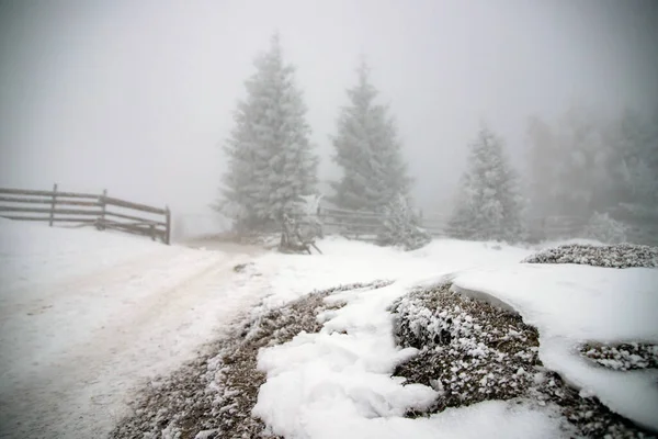 Karácsonyi Háttér Havas Téli Táj Vagy Rekedt Borított Fenyőfák Téli — Stock Fotó