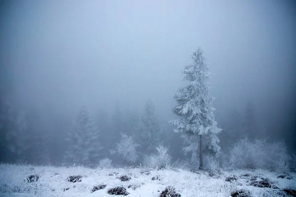 Fundo Natal Paisagem Inverno Nevado Com Neve Geada Coberto Abetos — Fotografia de Stock