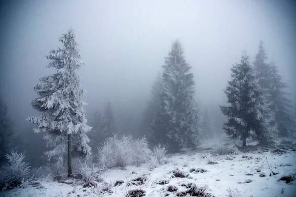 Fondo Navideño Paisaje Nevado Invierno Con Abetos Cubiertos Nieve Heladas —  Fotos de Stock