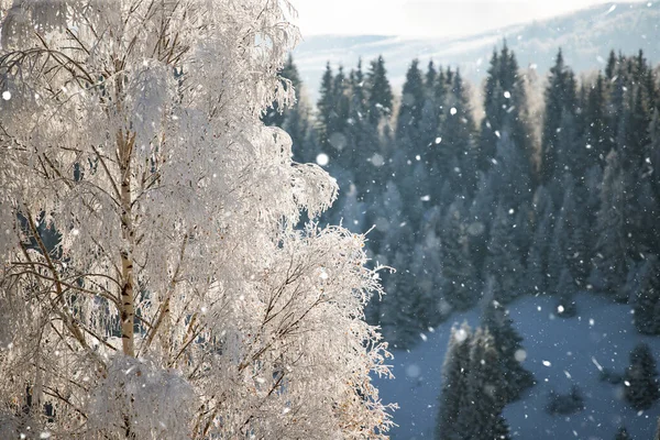 Рождественский Фон Снежного Зимнего Пейзажа Покрытыми Снегом Инеем Деревьями Зимний — стоковое фото