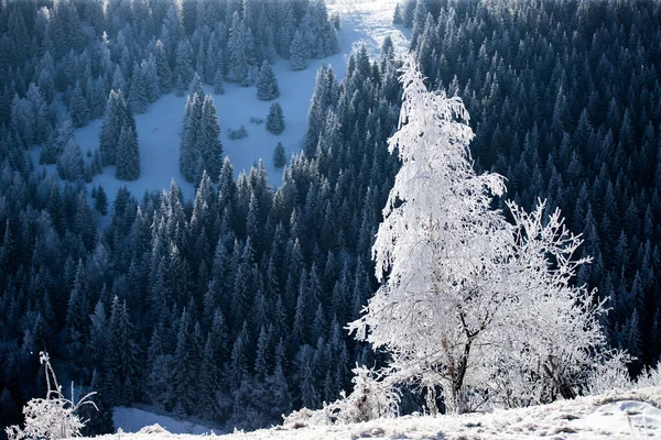 Świąteczne Tło Śnieżnego Zimowego Krajobrazu Pokrytymi Śniegiem Lub Chmurą Drzewami — Zdjęcie stockowe