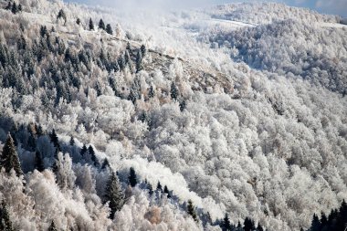 Karlı kış manzarasının Noel arkaplanı kar veya köknar ağaçlarıyla kaplı - kış büyülü bayramı