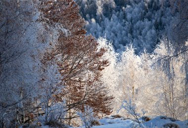Karlı kış manzarasının Noel arkaplanı ya da karla kaplı ağaçlar - kış sihirli tatili