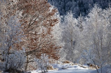 Karlı kış manzarasının Noel arkaplanı ya da karla kaplı ağaçlar - kış sihirli tatili