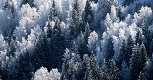 Christmas Background Snowy Winter Landscape Snow Hoarfrost Covered Fir Trees — Stock Photo, Image