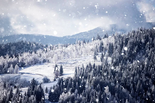 Fondo Navideño Paisaje Nevado Invierno Con Abetos Cubiertos Nieve Heladas — Foto de Stock