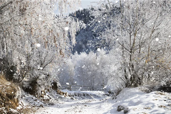 雪道と凍結木と幻想的な冬の風景 クリスマス休暇と冬の休暇のコンセプト — ストック写真