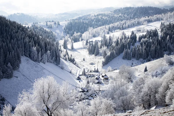 Bożonarodzeniowe Tło Śnieżnego Zimowego Krajobrazu Śniegiem Lub Mrozem Pokrytymi Jodłami — Zdjęcie stockowe