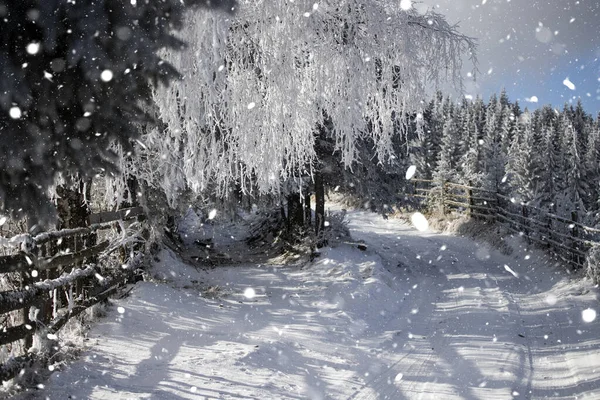雪道と凍結木と幻想的な冬の風景 クリスマス休暇と冬の休暇のコンセプト — ストック写真