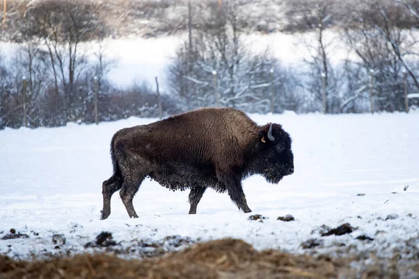 Bisonte Nieve Invierno —  Fotos de Stock