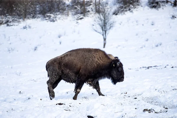 Bisonte Nieve Invierno —  Fotos de Stock