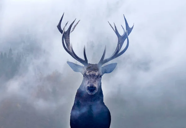 Double Exposure Red Deer Pine Forest — Stock Photo, Image