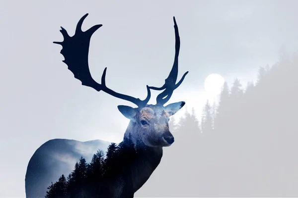 Double Exposure Red Deer Pine Forest — Stock Photo, Image