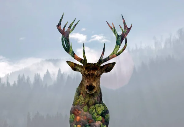 Doppia Esposizione Cervo Rosso Una Pineta — Foto Stock