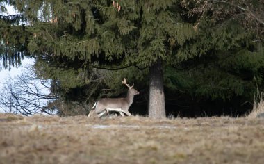 Geyikler kış ormanında