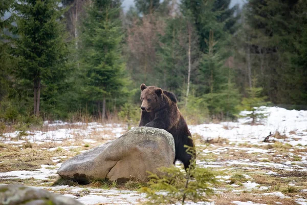 Καφέ Αρκούδα Ursus Arctos Στο Δάσος — Φωτογραφία Αρχείου