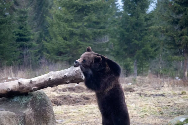 Καφέ Αρκούδα Ursus Arctos Στο Δάσος — Φωτογραφία Αρχείου