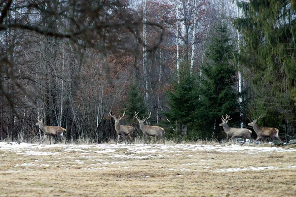 Deers in winter forest