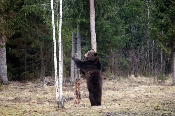 Καφέ Αρκούδα Ursus Arctos Στο Δάσος — Φωτογραφία Αρχείου