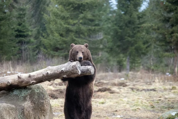 Καφέ Αρκούδα Ursus Arctos Στο Δάσος — Φωτογραφία Αρχείου