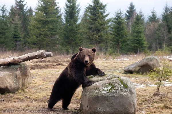 Καφέ Αρκούδα Ursus Arctos Στο Δάσος — Φωτογραφία Αρχείου