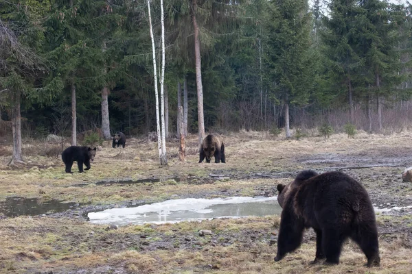 Καφέ Αρκούδα Ursus Arctos Στο Δάσος — Φωτογραφία Αρχείου