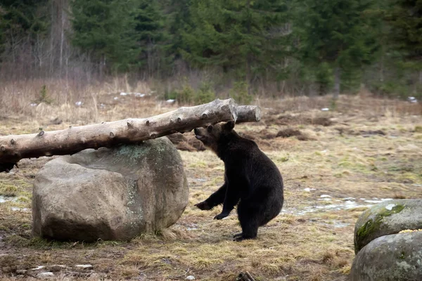 Καφέ Αρκούδα Ursus Arctos Στο Δάσος — Φωτογραφία Αρχείου