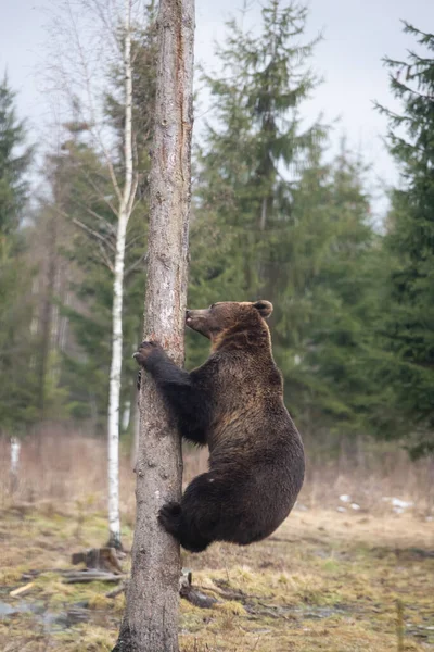 Καφέ Αρκούδα Ursus Arctos Στο Δάσος — Φωτογραφία Αρχείου