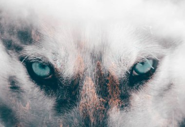 Sibirya Husky köpeği ve karlı bir çam ormanının çifte görüntüsü.. 