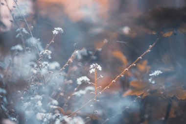 Unutulmayan çiçeklerin güzel bahar çiçekleri soyut arkaplanı.