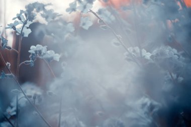 Unutulmayan çiçeklerin güzel bahar çiçekleri soyut arkaplanı.