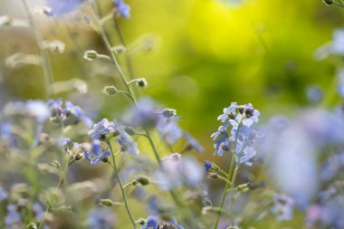 Unutulmayan çiçeklerin güzel bahar çiçekleri soyut arkaplanı.