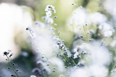 Unutulmayan çiçeklerin güzel bahar çiçekleri soyut arkaplanı.