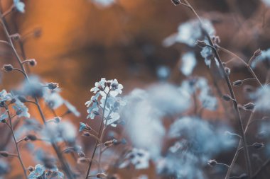 Unutulmayan çiçeklerin güzel bahar çiçekleri soyut arkaplanı.