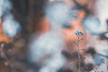 Unutulmayan çiçeklerin güzel bahar çiçekleri soyut arkaplanı.